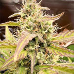 medusa-f1-auto-fem-rqs.jpg