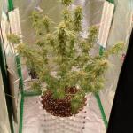 miracle-alien-cookies-mac-fem-7ch-american.jpg