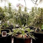 original-auto-white-widow-fem-fastbuds.jpg