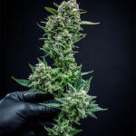sour-jealousy-auto-fem-fastbuds.jpg