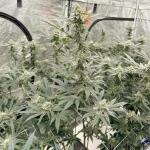 super-boof-fem-barneys-farm.jpg