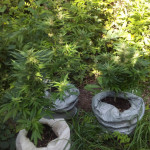 violets-wonder-auto-fem-sumo-seeds.jpg