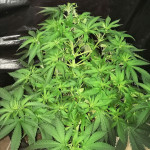 ak-77v-victory-seeds.jpg