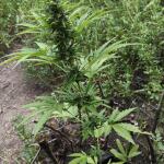 also-know-47-autoflower-fem-seedkeepers.jpg
