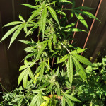 auto-super-hash-fem-pyramid-seeds.jpg