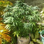 fruit-punch-auto-fem-heavyweight-seeds.jpg