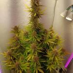 gorilla-auto-fem-Semyanich.jpg