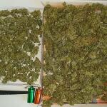gorilla-cookies-auto-fem-fastbuds.jpg