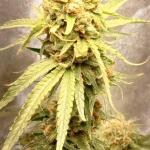miracle-alien-cookies-mac-fem-7ch-american.jpg