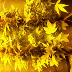 nova-og-anesia-seeds.jpg