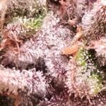 polar-gelato-by-sherbinskis-fem-silent-seeds.jpg