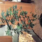 special-kush-1-rqs.jpg