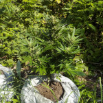violets-wonder-auto-fem-sumo-seeds.jpg