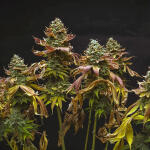watermelon-zkittlez-fem-barneys-farm.jpg