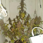 zkittlez-auto-fem-Semyanich.jpg