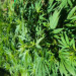 ak-47-serious-seeds.jpg