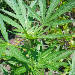ak-77v-fem-victory-seeds.jpg