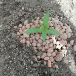 ak-77v-fem-victory-seeds.jpg