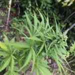 also-know-47-autoflower-fem-seedkeepers.jpg