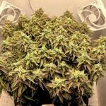 godfather-og-auto-fem-7ch-american.jpg
