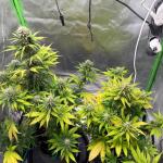 lemon-cherry-cookies-auto-fem-fastbuds.jpeg