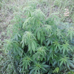 mazar-extra-bulk-seed-bank.jpg