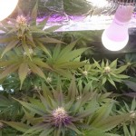 mazar-extra-bulk-seed-bank.JPG