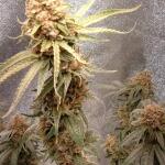 miracle-alien-cookies-mac-fem-7ch-american.jpg