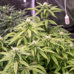 slightly-stoopid-fruits-fem-humboldt-seed-company.jpg