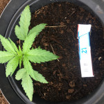 auto-super-mazar-fem-victory-seeds.jpeg