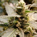 blow-mind-auto-sweet-seeds.jpg