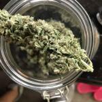 blueberry-cheese-auto-blue-cheese-auto-fem-barneys-farm.jpg