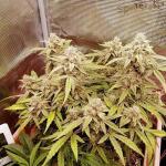 godfather-og-auto-fem-7ch-american.jpg