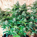 gorilla-auto-fem-Semyanich.jpg