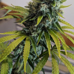 papaya-zoap-f1-fast-version-fem-sweet-seeds.jpg