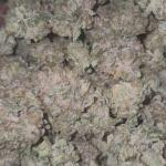 polar-gelato-by-sherbinskis-fem-silent-seeds.jpg