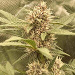 runtz-auto-fem-barneys-farm.jpg