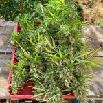 sugar-black-rose-early-version-fem-delicious-seeds.jpg