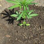 totally-alpha-og-auto-fem-alphafem-seeds.jpg