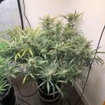 banana-jealousy-auto-rf3-fem-ethos-genetics.jpg