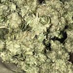 blueberry-cheese-auto-blue-cheese-auto-fem-barneys-farm.jpg