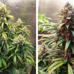 gelato-auto-fem-fastbuds.jpg