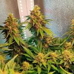 gorilla-zkittlez-fem-Semyanich.jpg