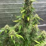 moonshine-cookies-auto-fem-7ch-american.jpeg