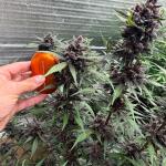 purple-lemonade-auto-fem-fastbuds.jpeg