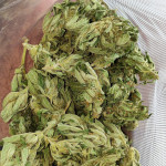 purple-punch-og-xl-auto-fem-sweet-seeds.jpg