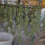 smoothie-auto-fem-fastbuds.jpg