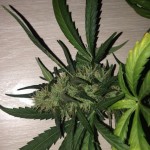 Psychedelic_Bulk_Seed_Bank.jpg