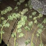 blueberry-cheese-auto-blue-cheese-auto-fem-barneys-farm.jpg