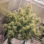 forbidden-runtz-auto-fem-fastbuds.jpg